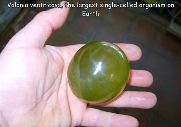 Interesting Pictures with Captions #199 (23 photos)