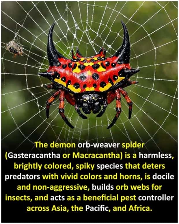 Cool and Interesting Facts #475 (25 photos)