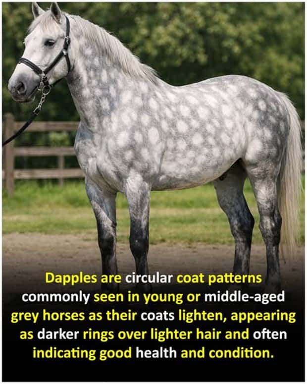 Cool and Interesting Facts #475 (25 photos)