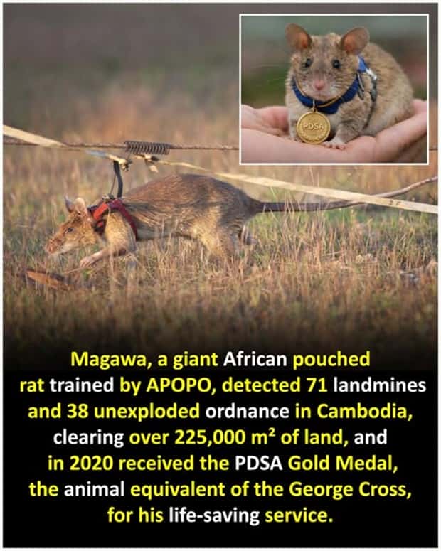 Cool and Interesting Facts #475 (25 photos)