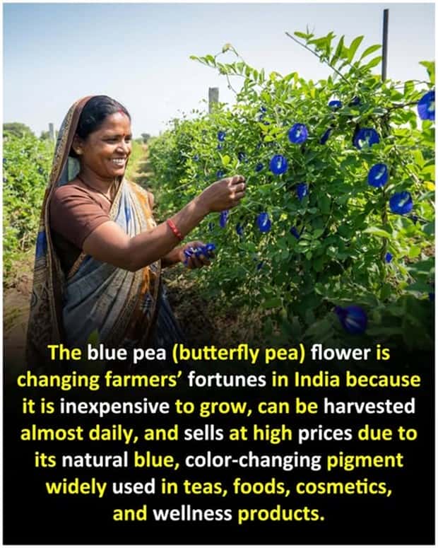 Cool and Interesting Facts #475 (25 photos)