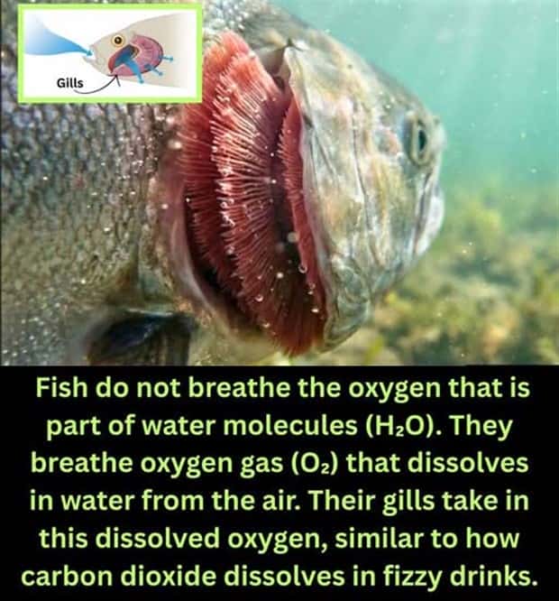 Cool and Interesting Facts #475 (25 photos)