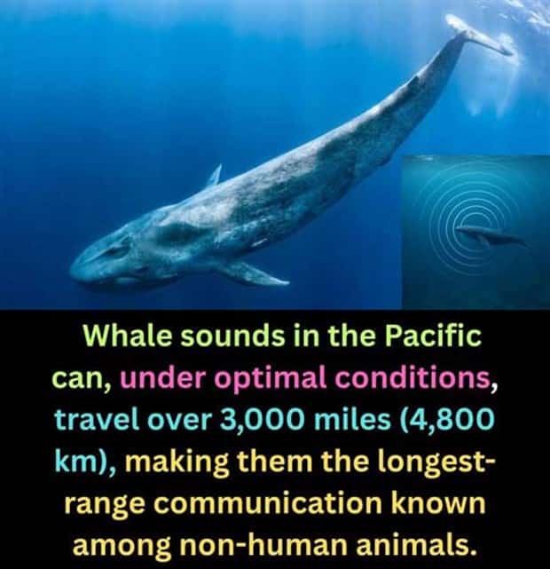 random facts 6 Cool and Interesting Facts #473 (19 photos)