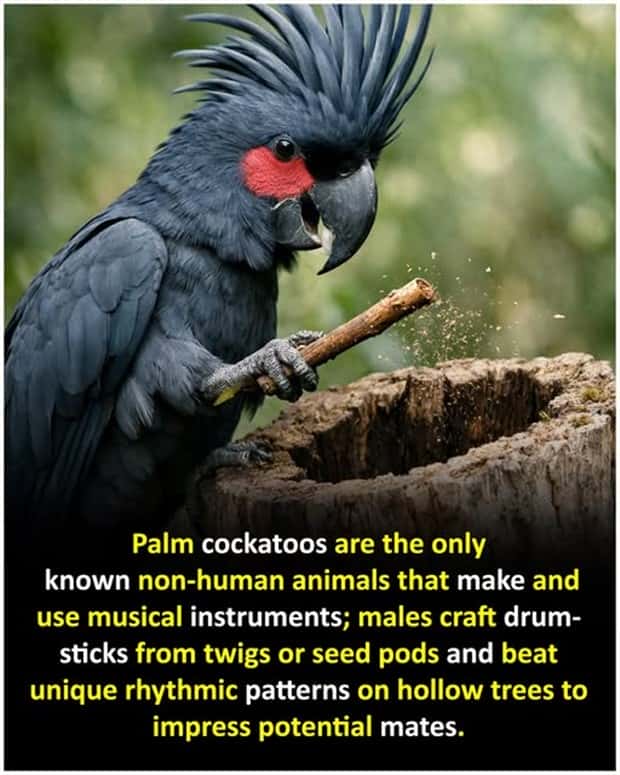 Cool and Interesting Facts #475 (25 photos)