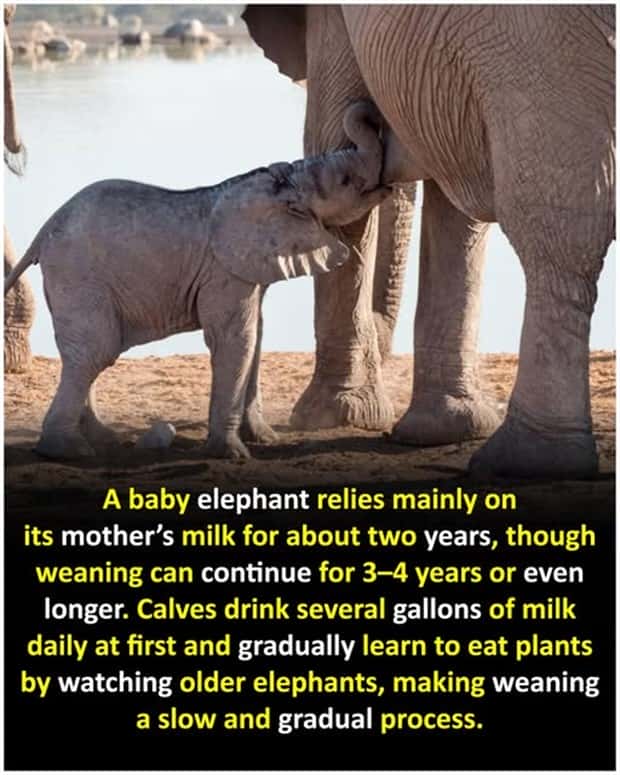 Cool and Interesting Facts #471 (20 photos)