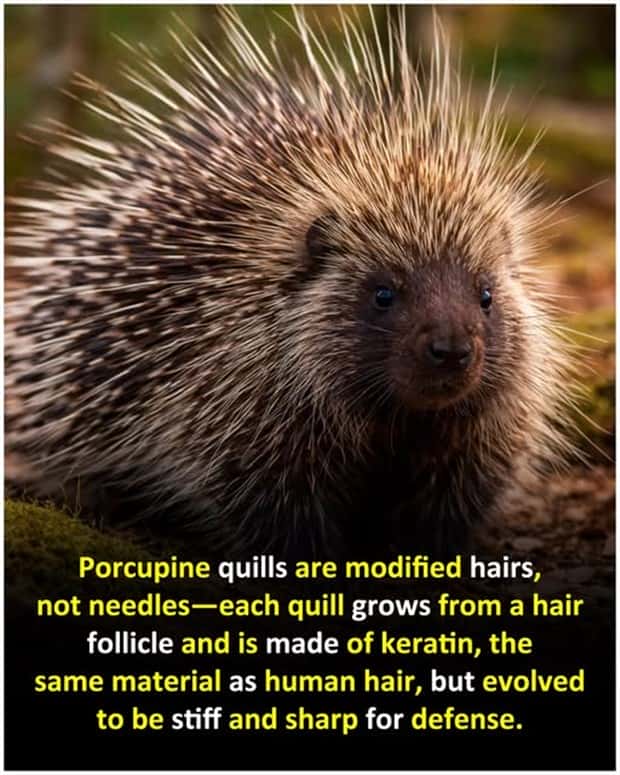 Cool and Interesting Facts #471 (20 photos)