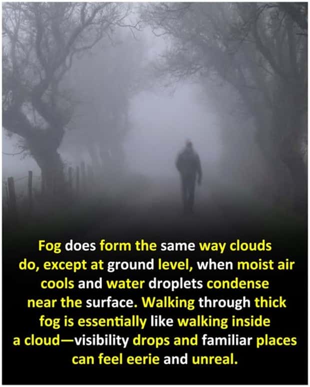 Cool and Interesting Facts #471 (20 photos)