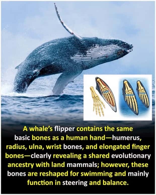 Cool and Interesting Facts #471 (20 photos)