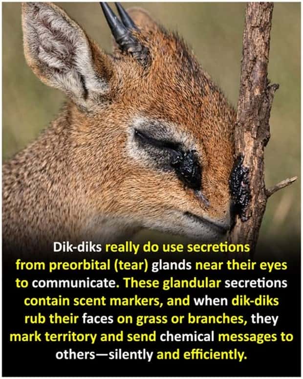 Cool and Interesting Facts #471 (20 photos)