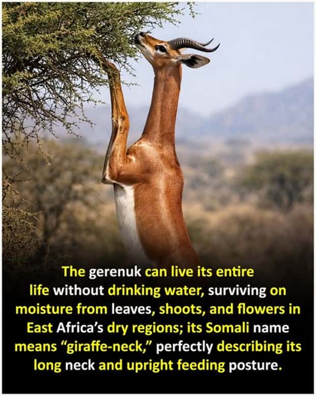 Cool and Interesting Facts #471 (20 photos)