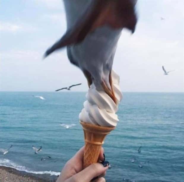 Sneaky Seagulls Steal Food With Style (27 photos)