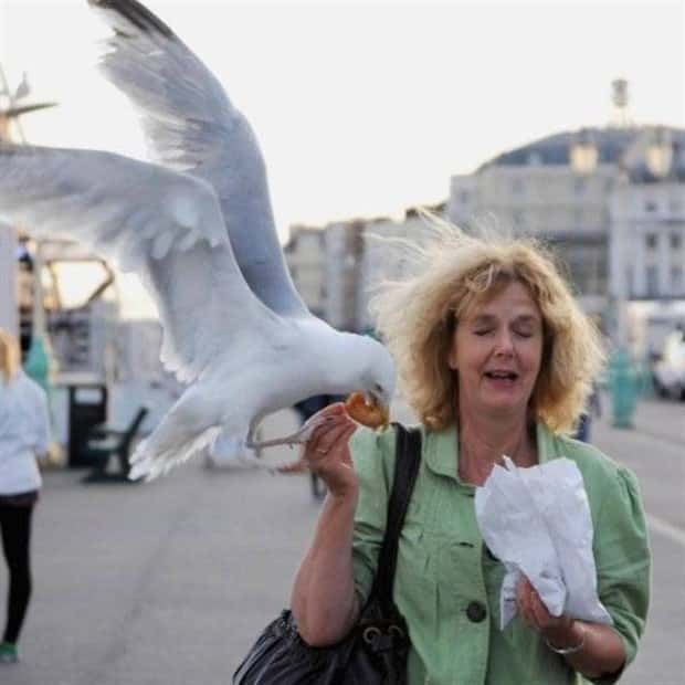Sneaky Seagulls Steal Food With Style (27 photos)