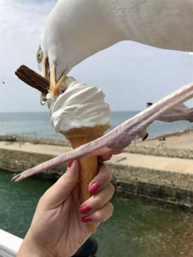 Sneaky Seagulls Steal Food With Style (27 photos)