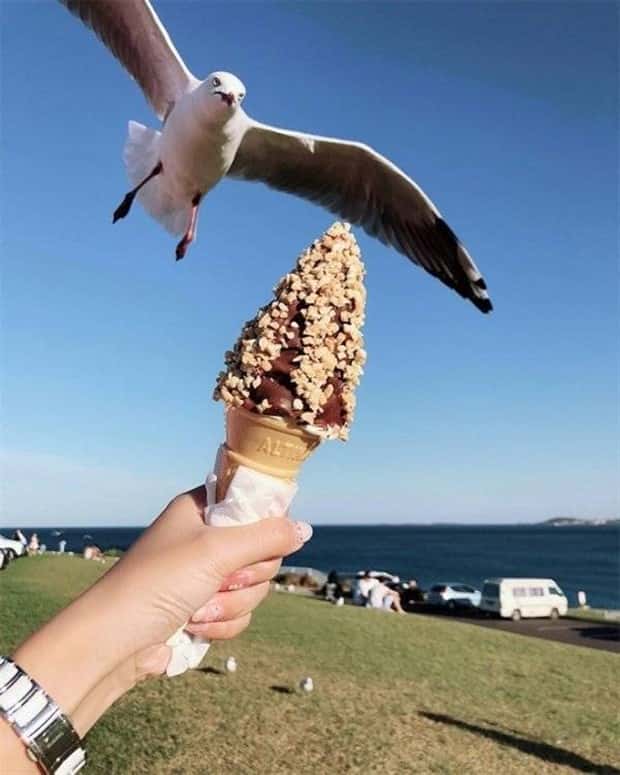 Sneaky Seagulls Steal Food With Style (27 photos)