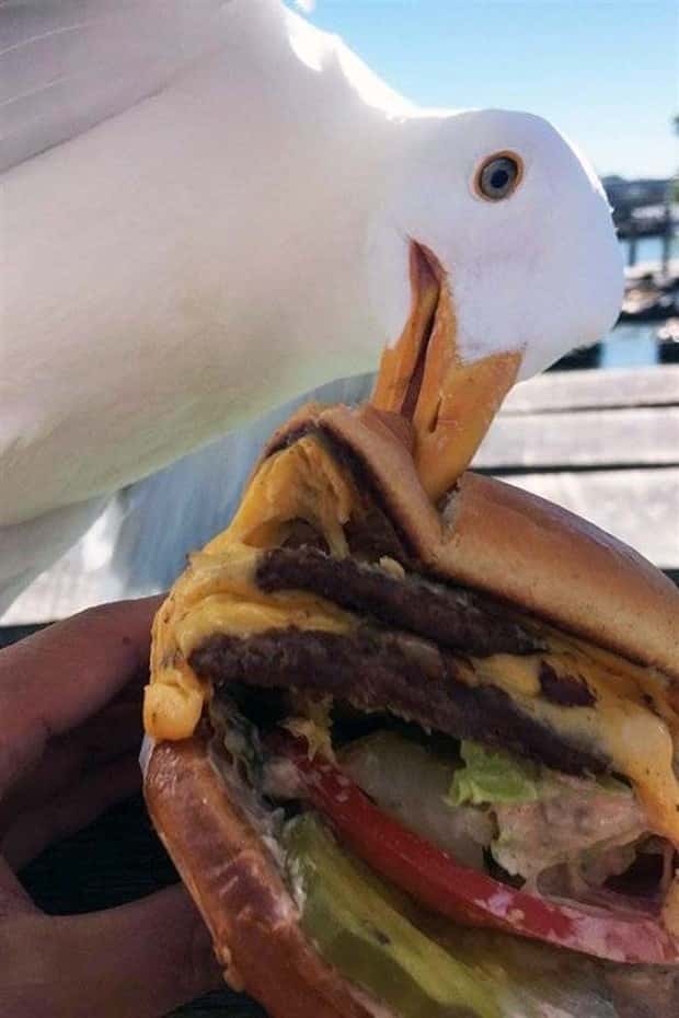 Sneaky Seagulls Steal Food With Style (27 photos)