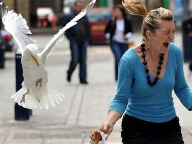 Sneaky Seagulls Steal Food With Style (27 photos)