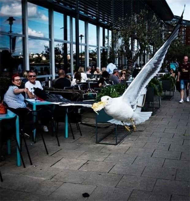 Sneaky Seagulls Steal Food With Style (27 photos)
