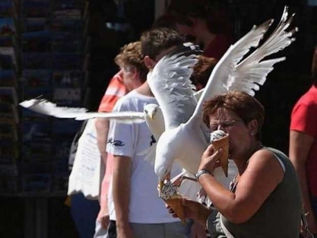 Sneaky Seagulls Steal Food With Style (27 photos)