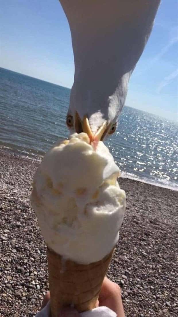 Sneaky Seagulls Steal Food With Style (27 photos)