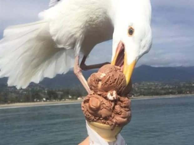 Sneaky Seagulls Steal Food With Style (27 photos)