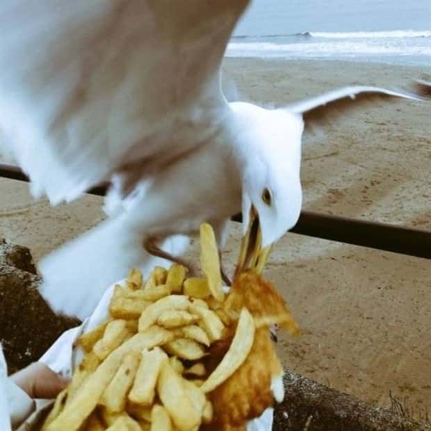 Sneaky Seagulls Steal Food With Style (27 photos)