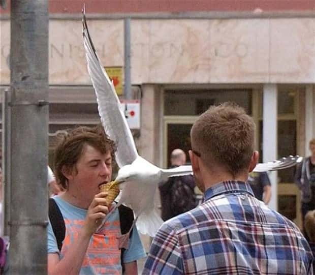 Sneaky Seagulls Steal Food With Style (27 photos)