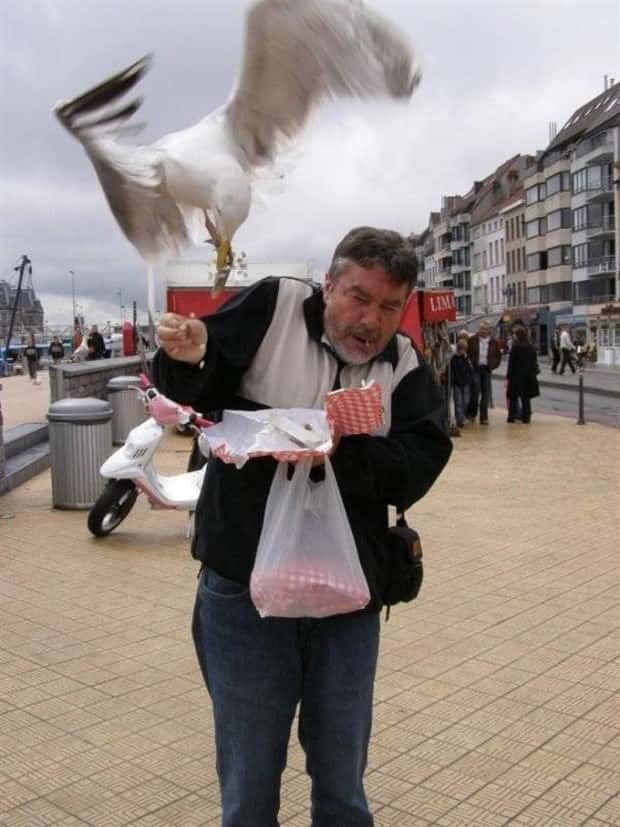 Sneaky Seagulls Steal Food With Style (27 photos)