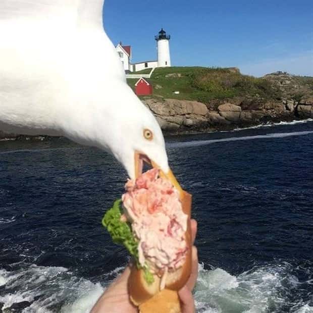 Sneaky Seagulls Steal Food With Style (27 photos)