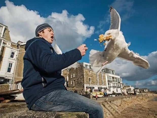 Sneaky Seagulls Steal Food With Style (27 photos)