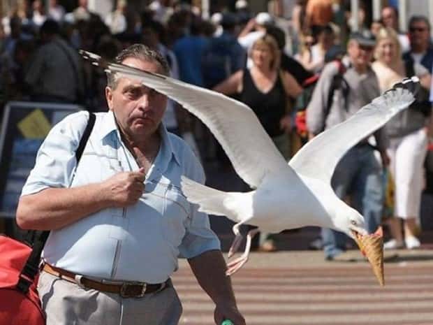 Sneaky Seagulls Steal Food With Style (27 photos)
