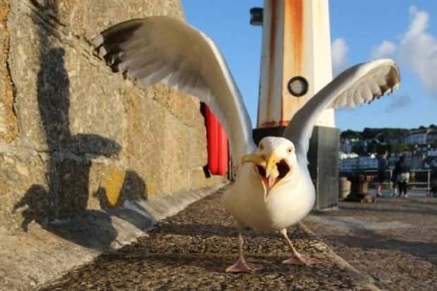 Sneaky Seagulls Steal Food With Style (27 photos)