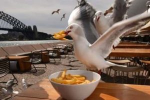Sneaky Seagulls Steal Food With Style (27 photos)