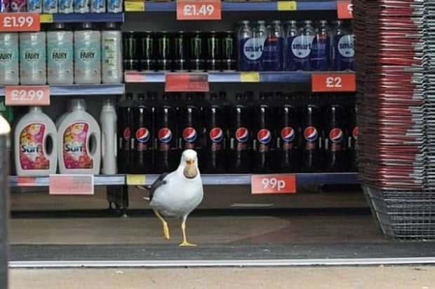 Sneaky Seagulls Steal Food With Style (27 photos)