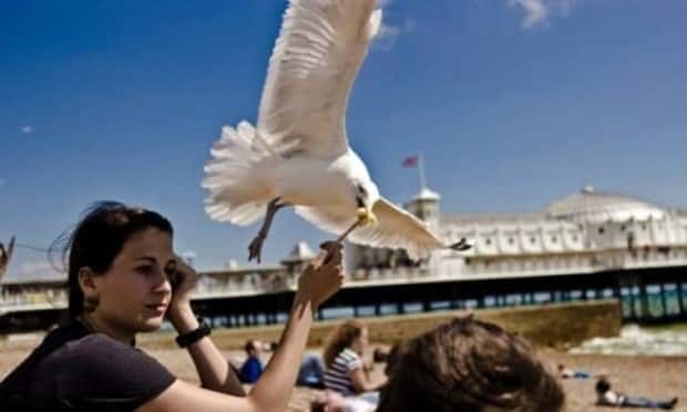Sneaky Seagulls Steal Food With Style (27 photos)