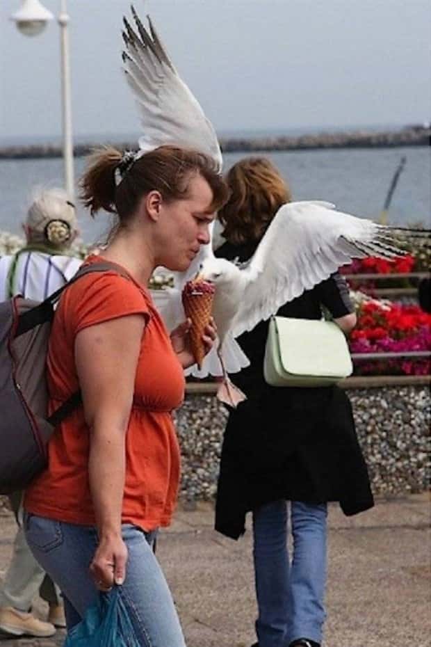 Sneaky Seagulls Steal Food With Style (27 photos)