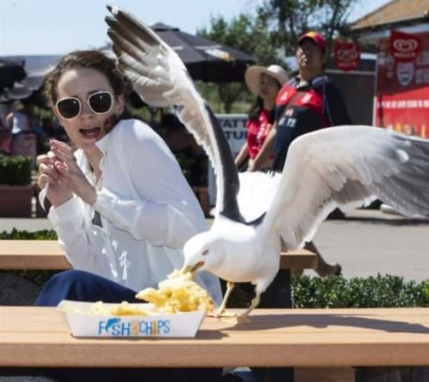 Sneaky Seagulls Steal Food With Style (27 photos)