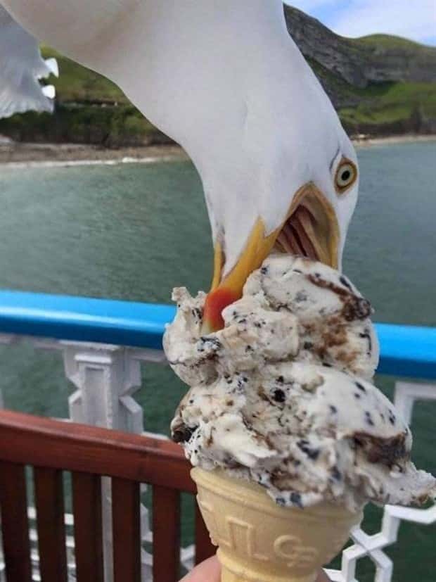 Sneaky Seagulls Steal Food With Style (27 photos)