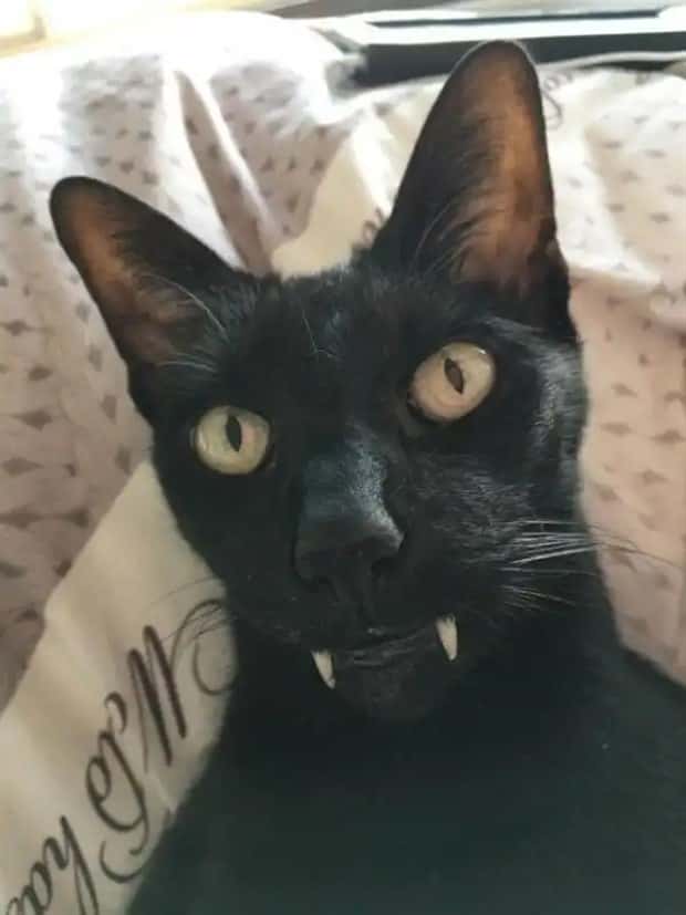 vampire cats 1 These Vampire Cats Are Too Cute (18 photos)