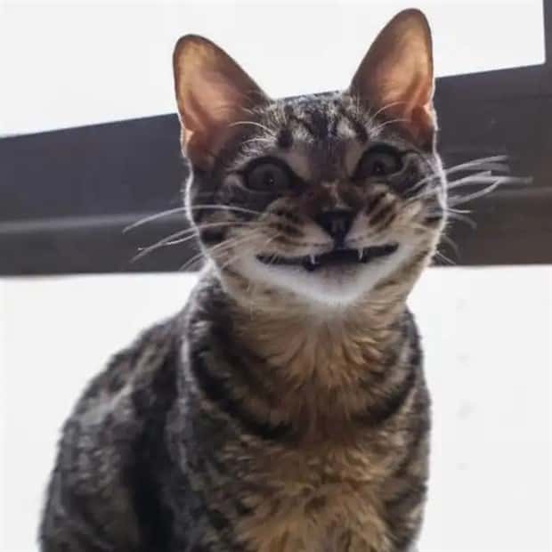 vampire cats 10 These Vampire Cats Are Too Cute (18 photos)