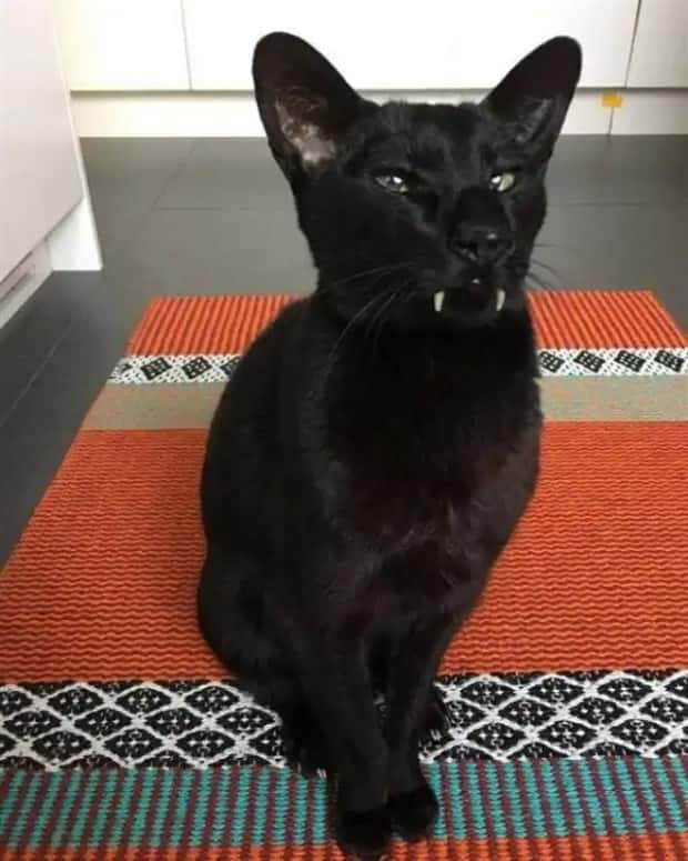 vampire cats 11 These Vampire Cats Are Too Cute (18 photos)