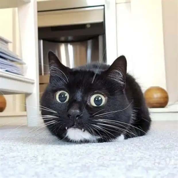 vampire cats 12 These Vampire Cats Are Too Cute (18 photos)
