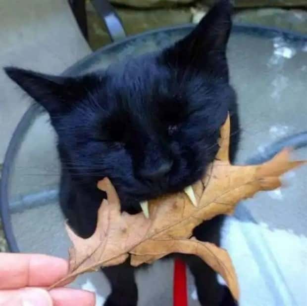 vampire cats 14 These Vampire Cats Are Too Cute (18 photos)