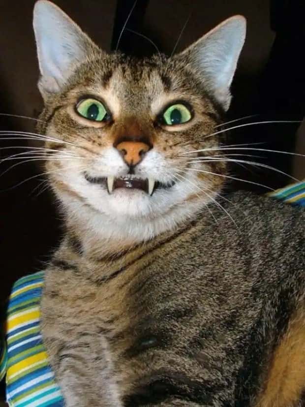 vampire cats 15 These Vampire Cats Are Too Cute (18 photos)