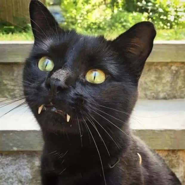 vampire cats 16 These Vampire Cats Are Too Cute (18 photos)