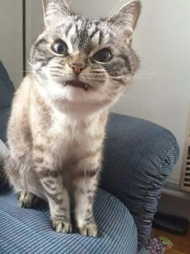 vampire cats 17 These Vampire Cats Are Too Cute (18 photos)