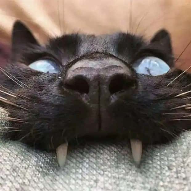 vampire cats 18 These Vampire Cats Are Too Cute (18 photos)