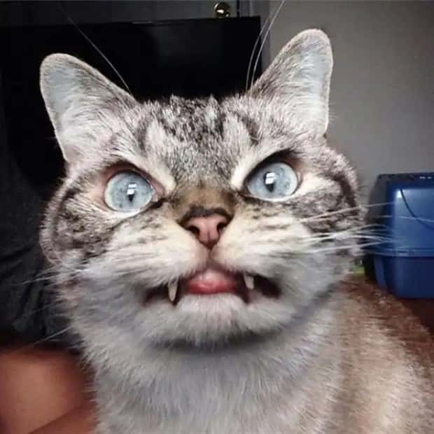vampire cats 2 These Vampire Cats Are Too Cute (18 photos)