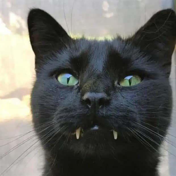 vampire cats 3 These Vampire Cats Are Too Cute (18 photos)