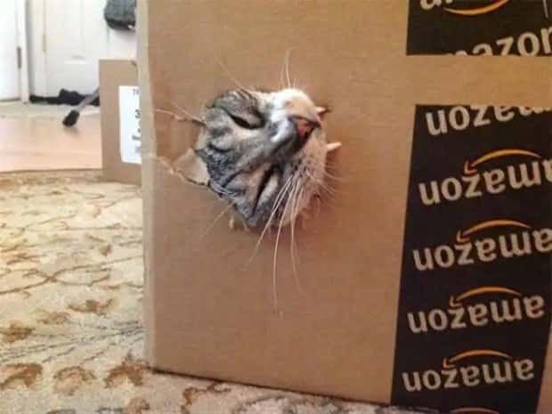 vampire cats 4 These Vampire Cats Are Too Cute (18 photos)