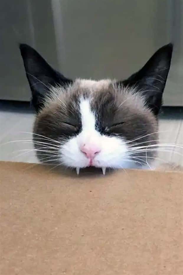 vampire cats 5 These Vampire Cats Are Too Cute (18 photos)